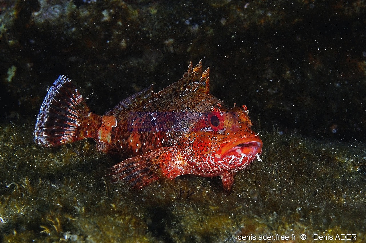 Scorpaena maderensis-Acores Miguel Ile Villa O-7m-20170825-Denis-ADER-DSC_0261_tn.jpg